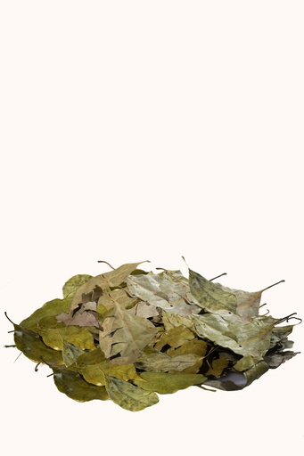 [BET17] Sachet de 500g de feuilles de ravintsara Bio